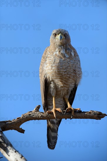 Pale chanting goshawk