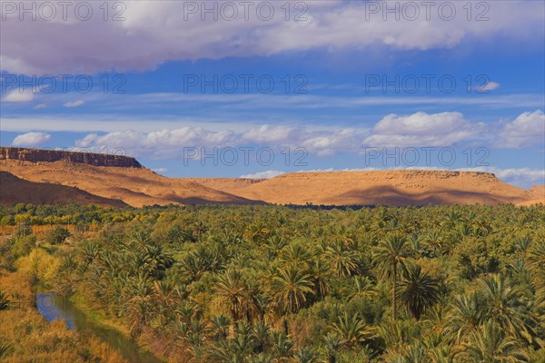 Tafilalet Oasis