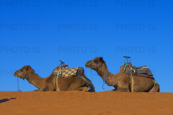 Merzouga