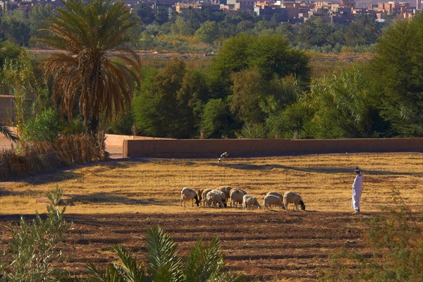 Shepherd at Kasbah Taourirt