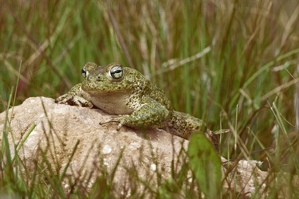 Natterjack Toad