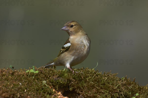 Common chaffinch