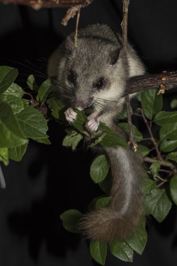 Edible dormouse