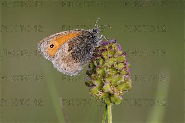 Small heath