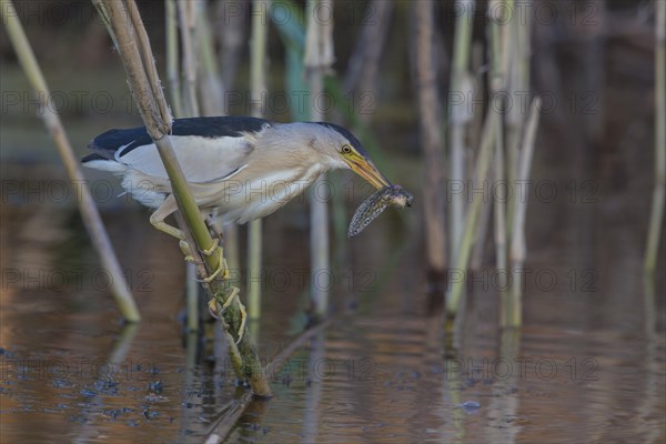 Little bittern