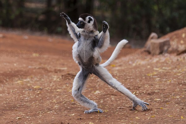 Verreaux's sifaka