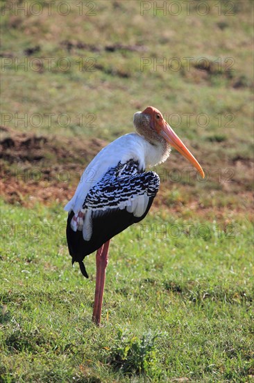 Painted stork