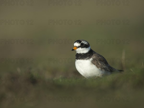 Ringed plover