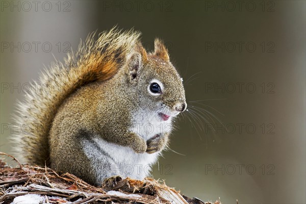 Red squirrel perched on a branch