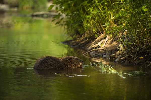 European beaver