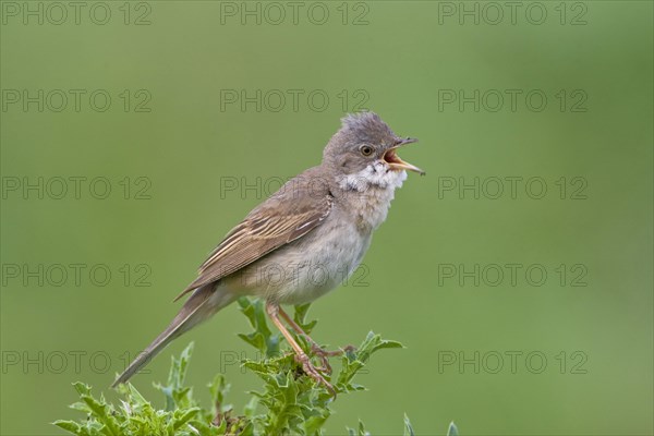 Common whitethroat