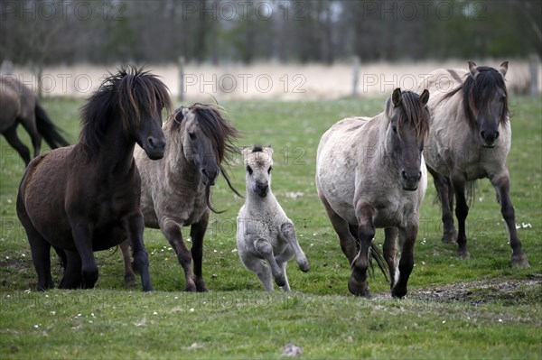 Wild Horse Duelmen