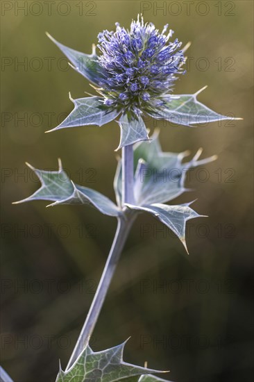 Sea Holly