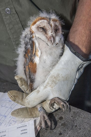 Barn owl