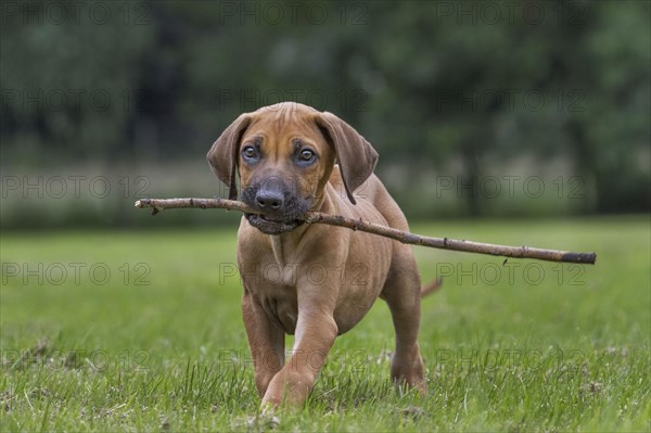 Rhodesian Ridgeback