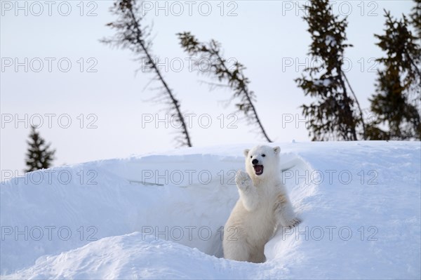 Polar bear