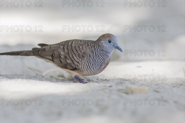 Zebra dove