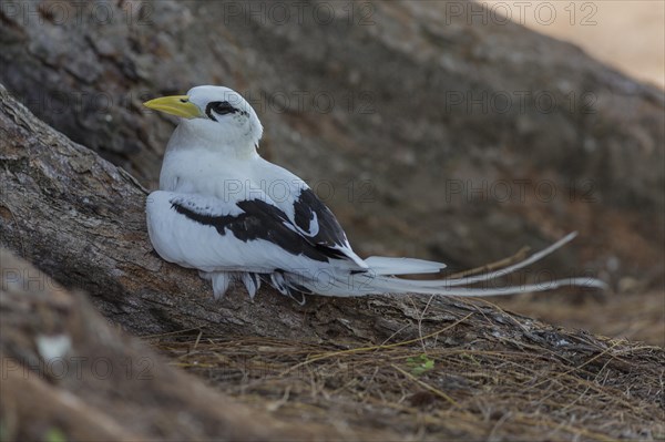 White-tailed tropicbird