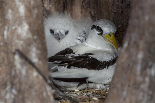 White-tailed tropicbird