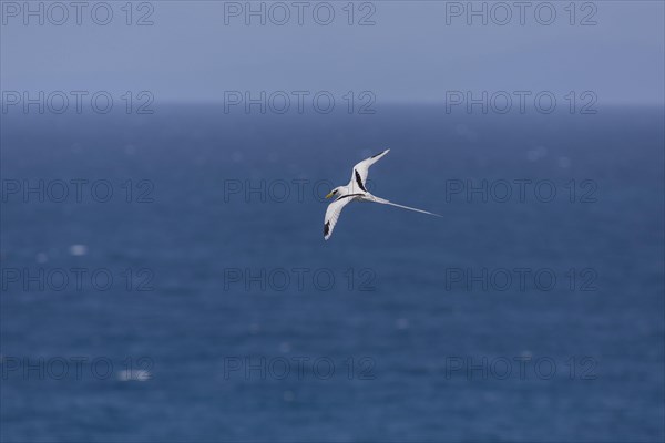 White-tailed tropicbird