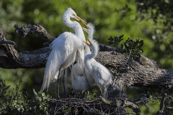 Great egret