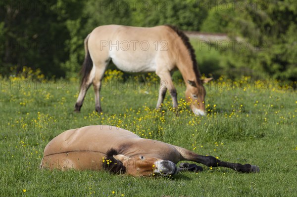 Przewalski's wild horses