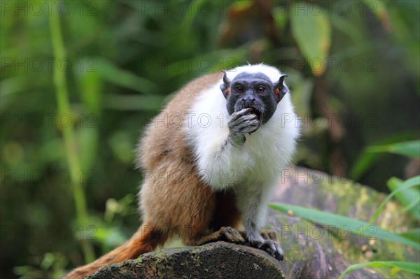 Magpie Tamarin