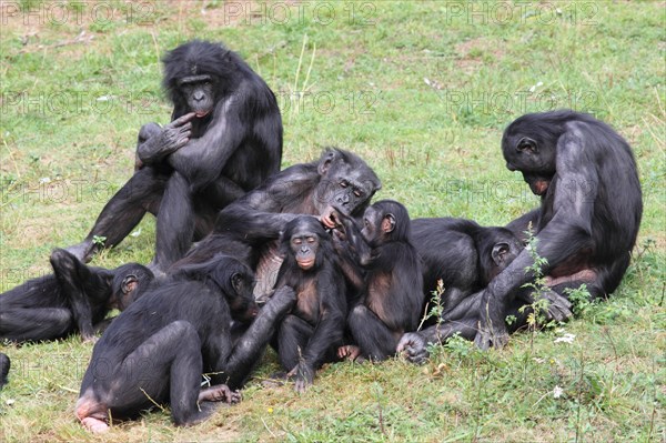 Bonobos