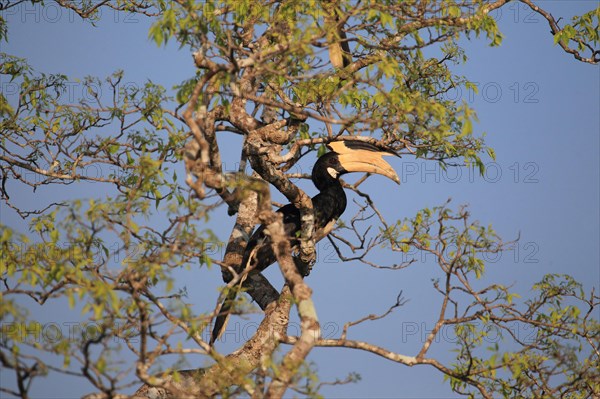 Malabar pied hornbill