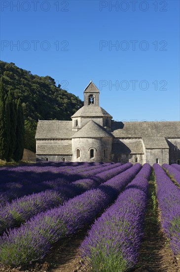 Cistercian Abbey Abbaye de Senanque with lavender field