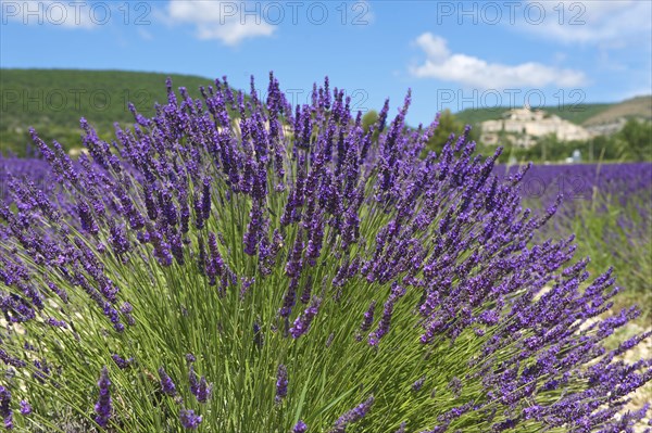 Lavender fields near Sault