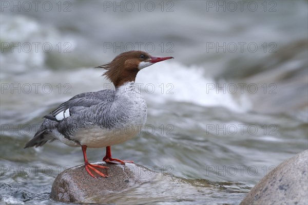 Common merganser