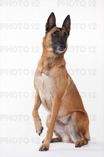 Malinois