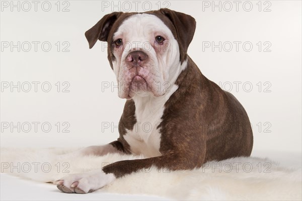 Olde English Bulldog