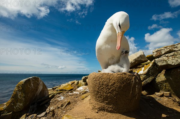 Black-browed Albatross