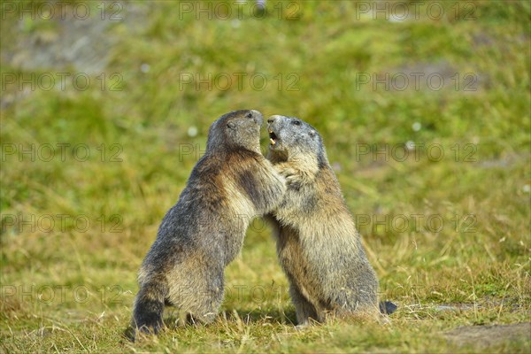 Alpine Marmot