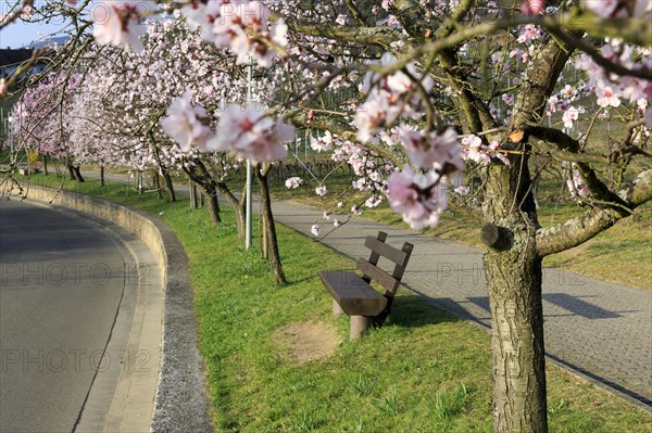 Almond tree