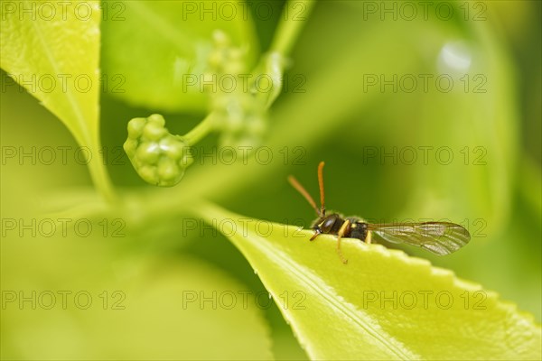 Red legged wasp-like bee