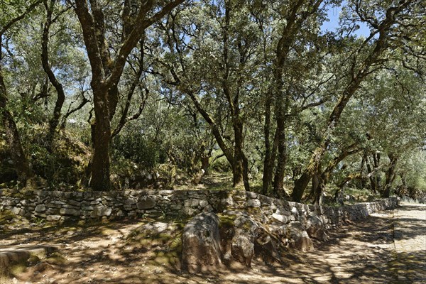 Olive trees