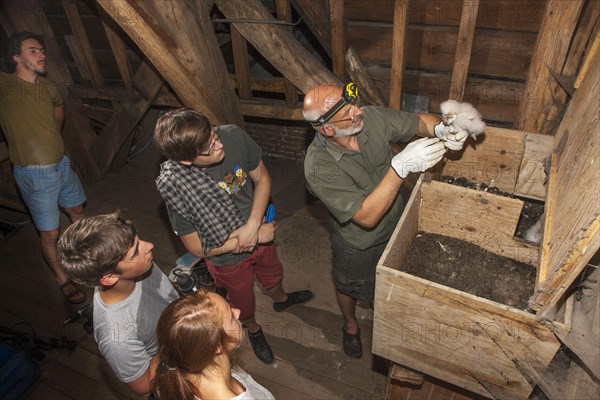 Barn owl