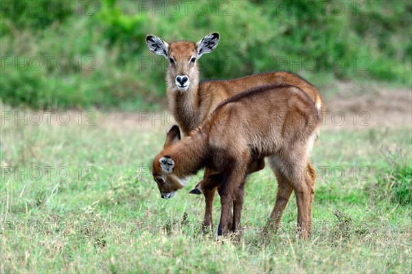 Young Defassa waterbuck