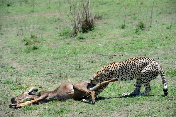 Cheetah