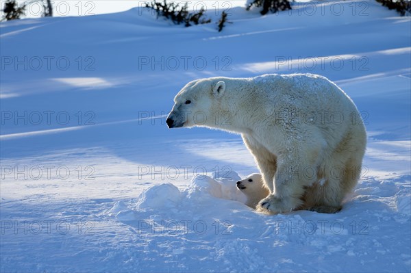 Female polar bear