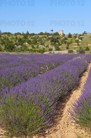 Lavender fields near Sault