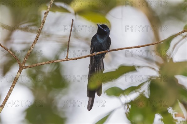 Seychelles paradise-flycatcher