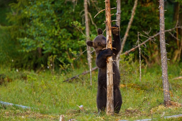 European Brown bear