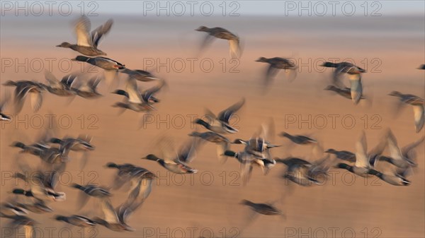 Mallards