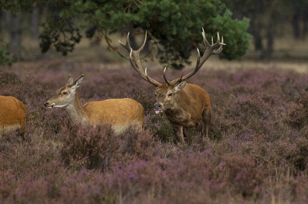 Red deer in the Hoge Veluwe National Park