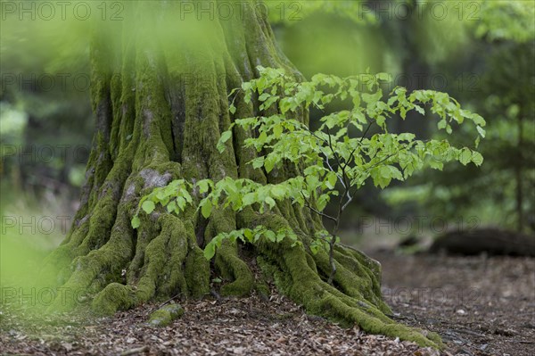 European hornbeam