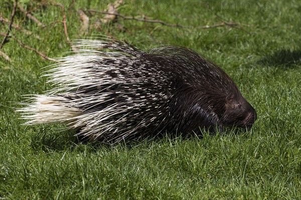 Crested porcupine